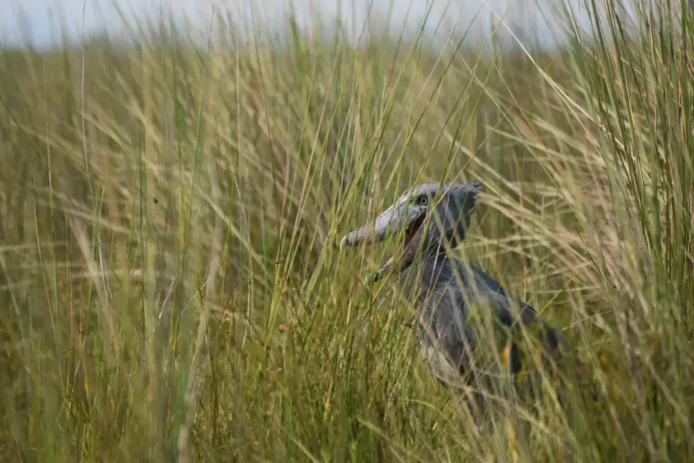 Ein Schuhschnabel Storch in den Mabamba Swamps in Uganda
