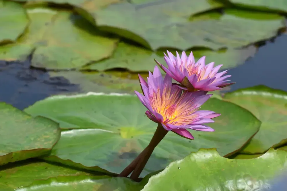 pinkfarbene Seerosen in den Mabamba Swamps Uganda