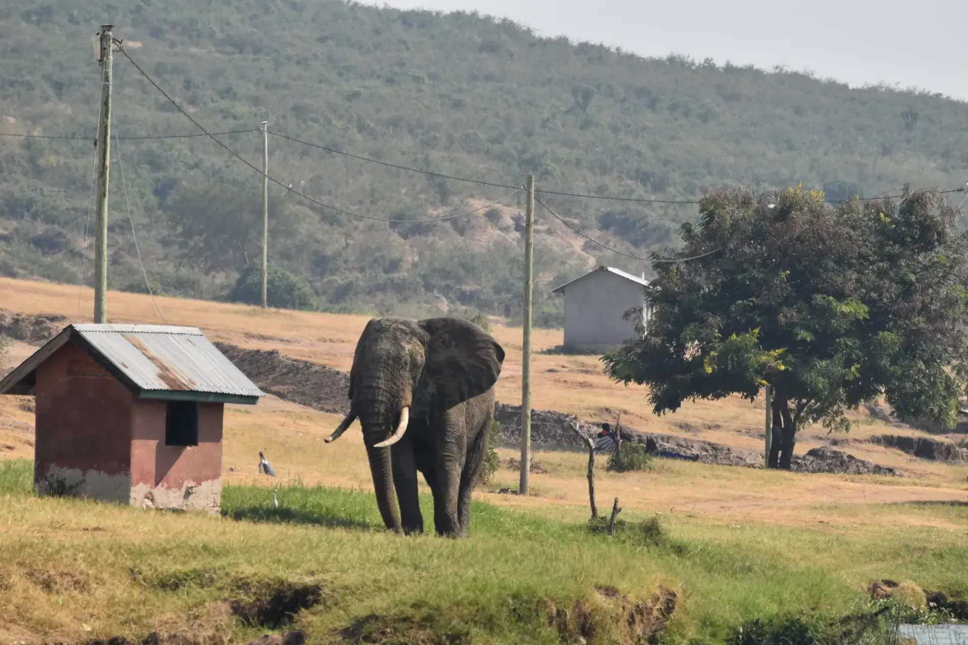 Ein Elefant, der auf einem Feld zwischen Häusern steht. Potential für einen Mensch-Tier-Konflikt.
