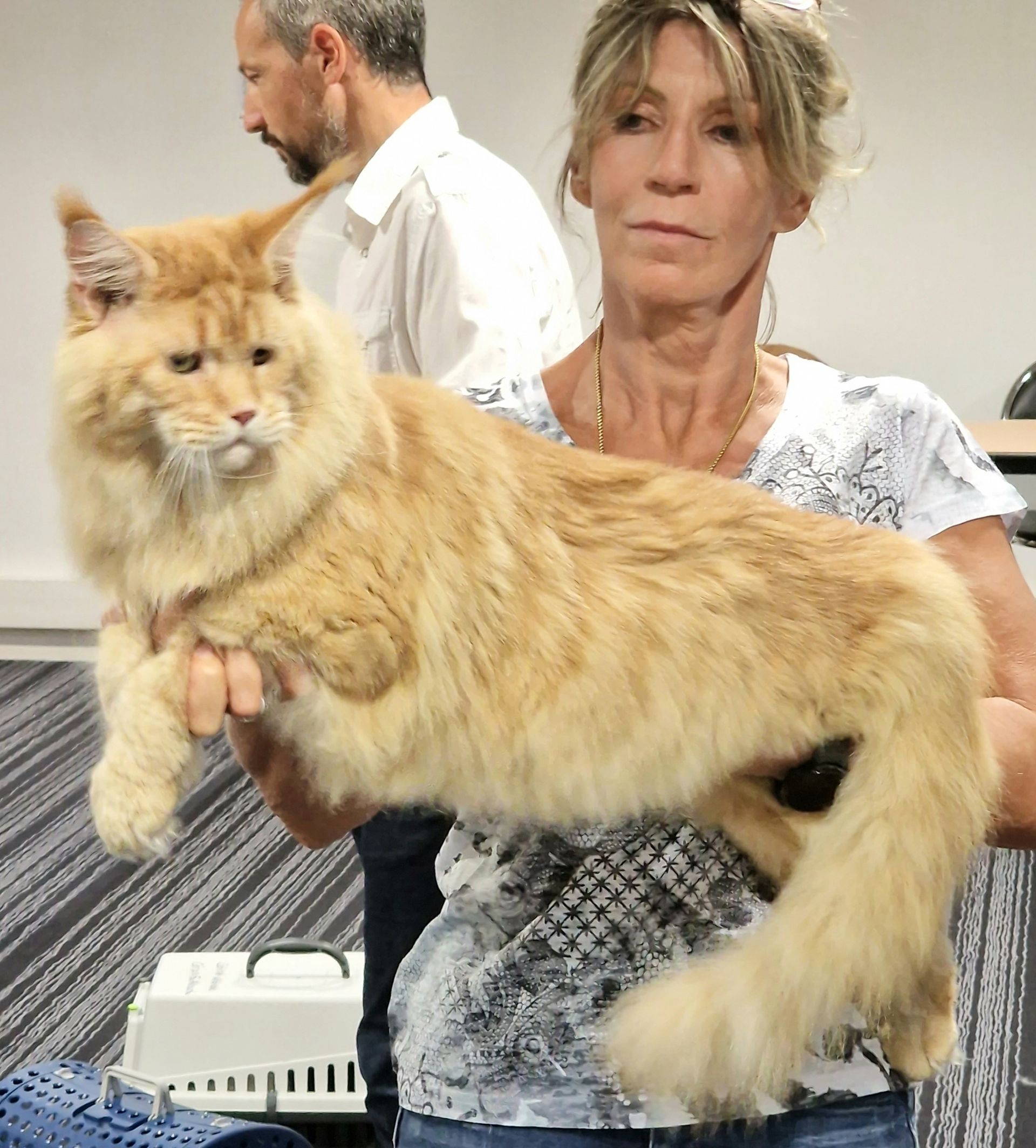 élevage maine coon xxl