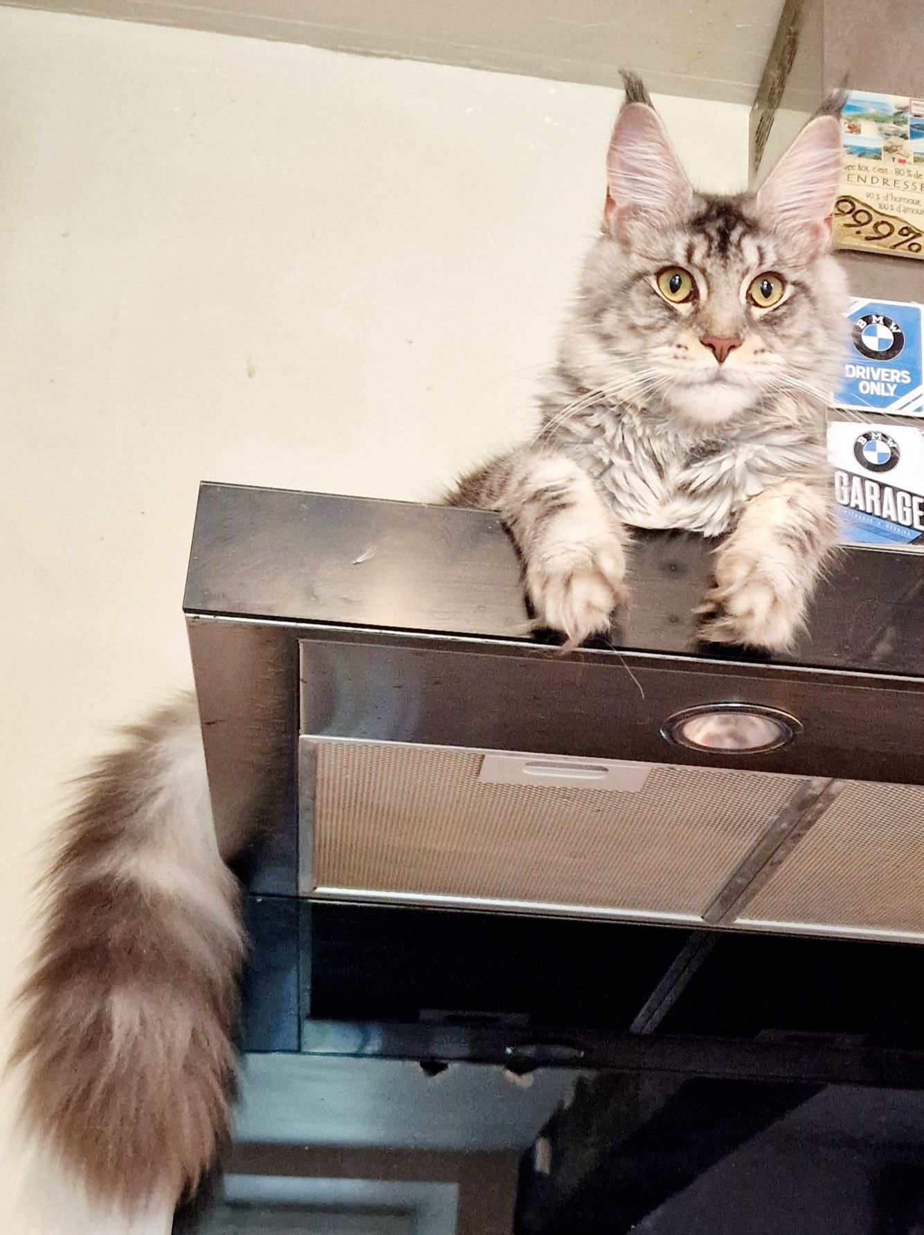 Chatterie maine coon