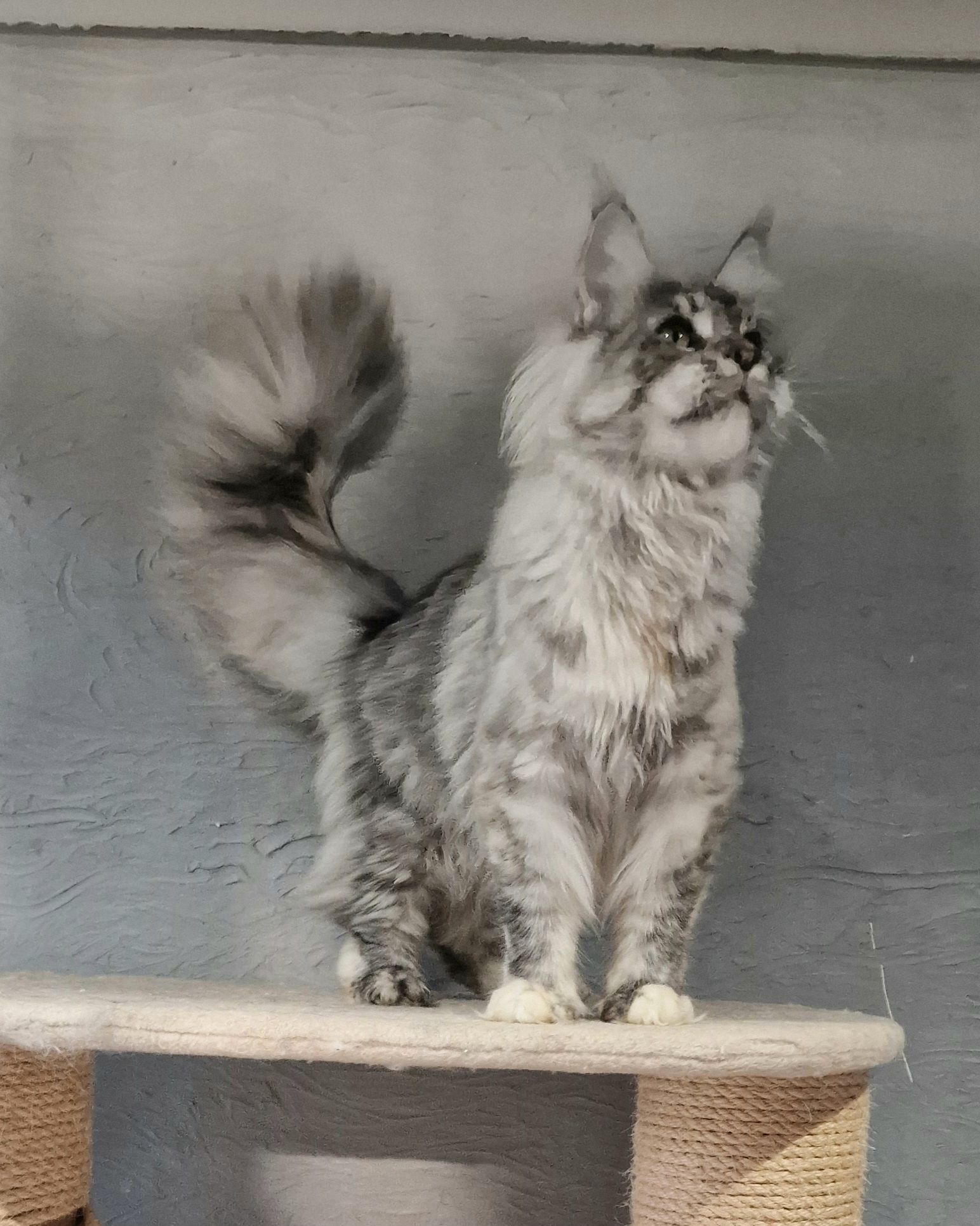 Éleveur Maine coon