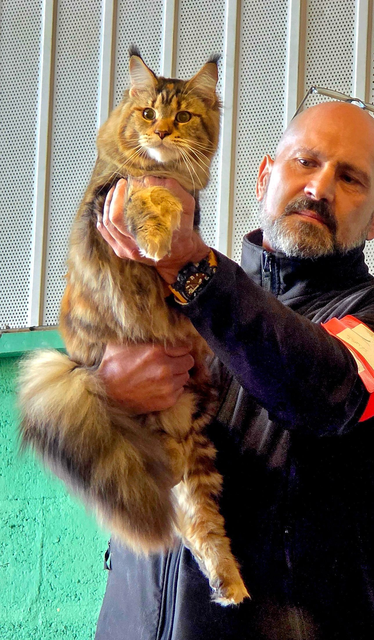 élevage familial maine coon