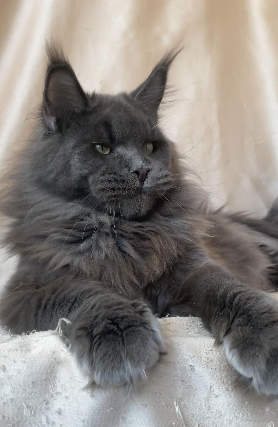 maine coon grand gabarit
