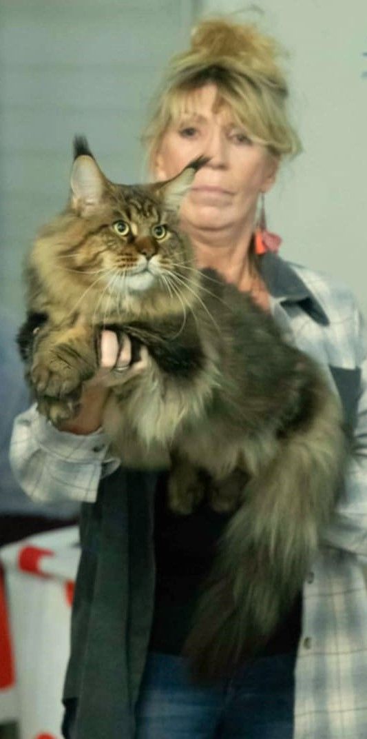 maine coon grand gabarit