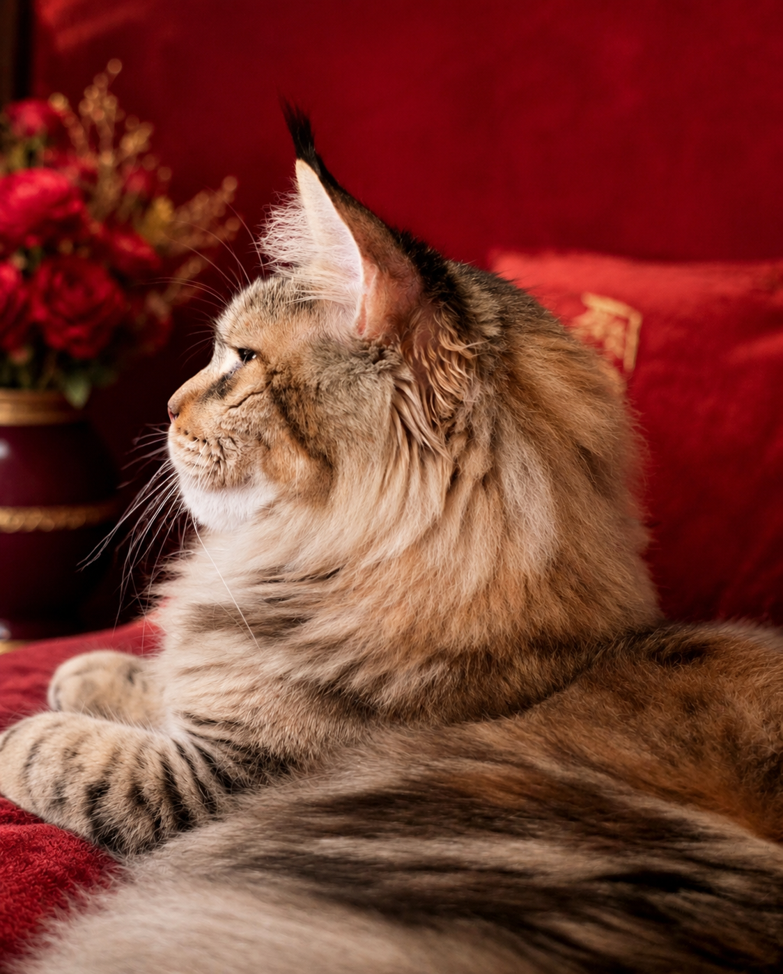 Éleveur Maine coon