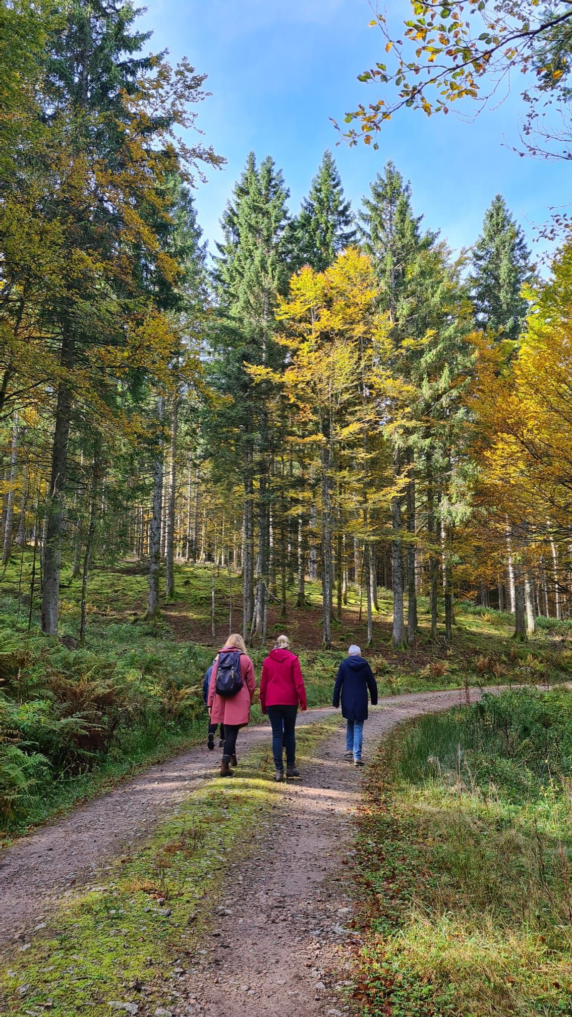 Spaziergang in der Gruppe im Wald