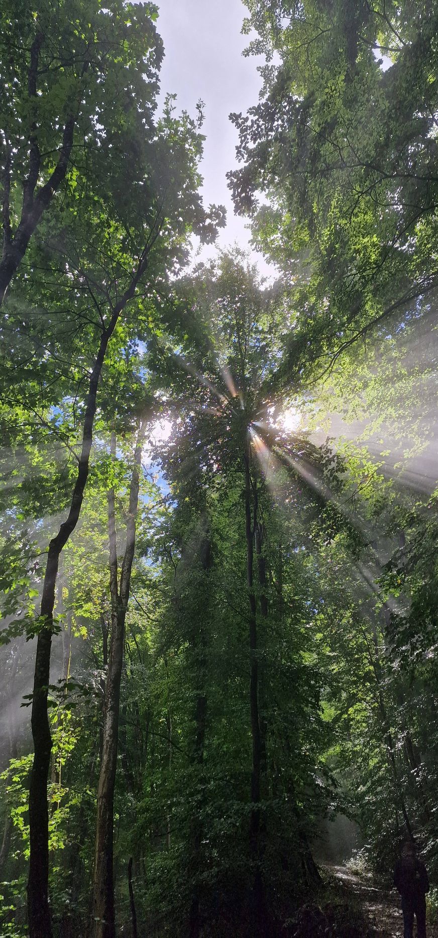 Licht das durch Bäume scheint