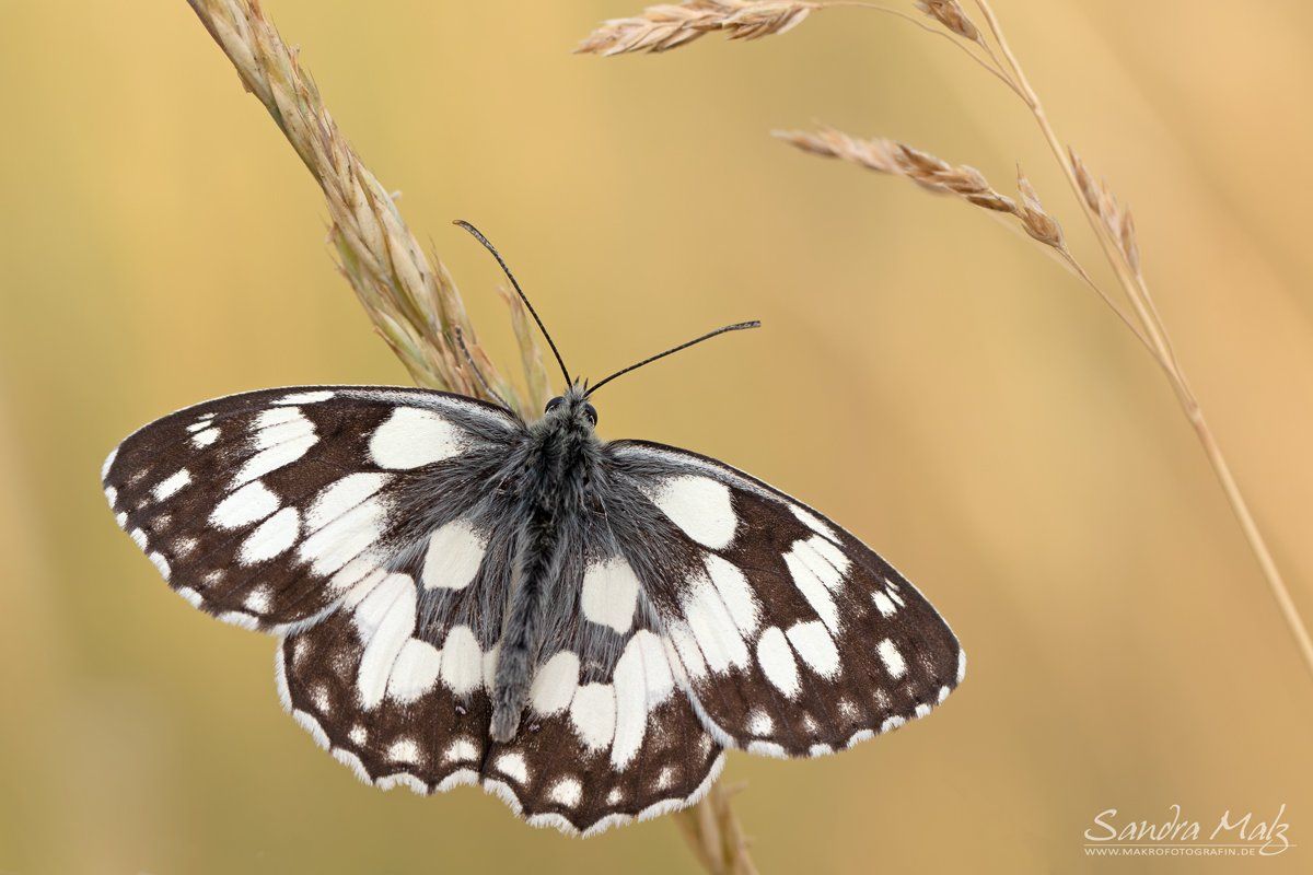 Falter des Jahres 2019 - Melanargia galathea