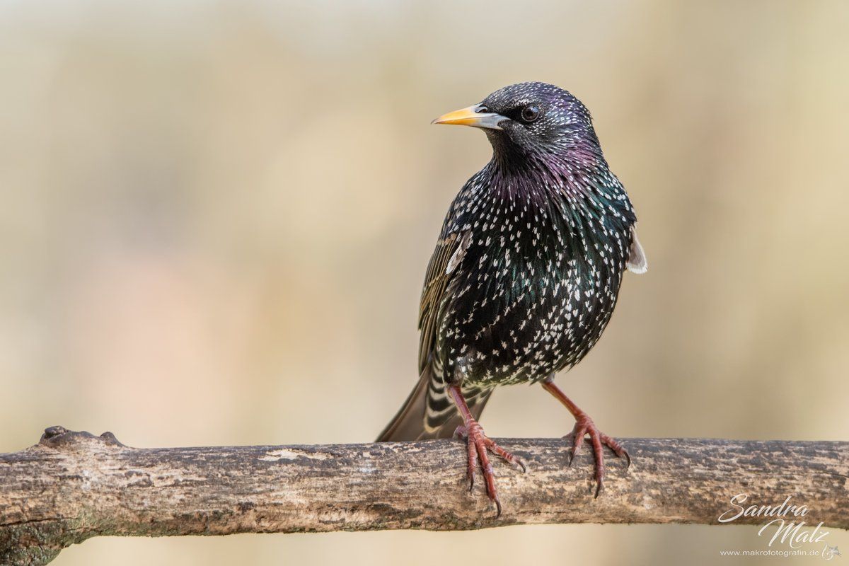 Star (Sturnus vulgaris)