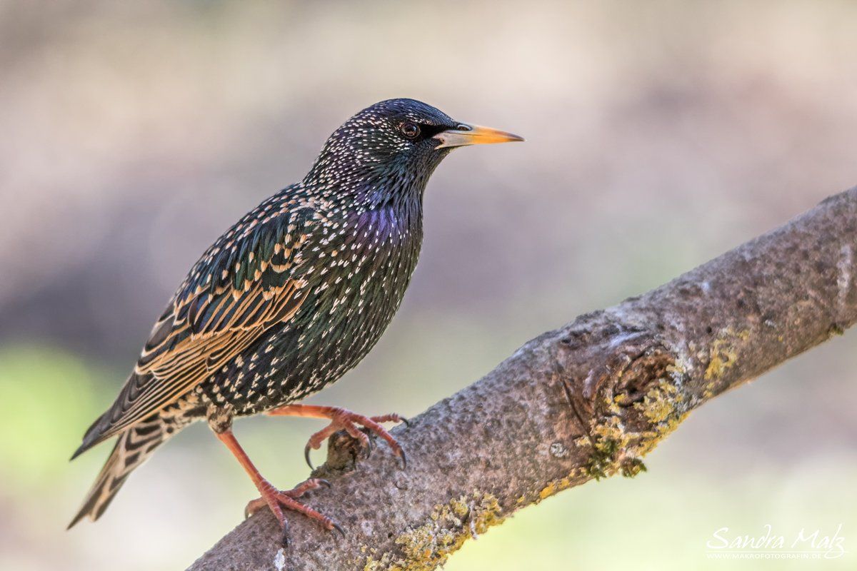 Star (Sturnus vulgaris)