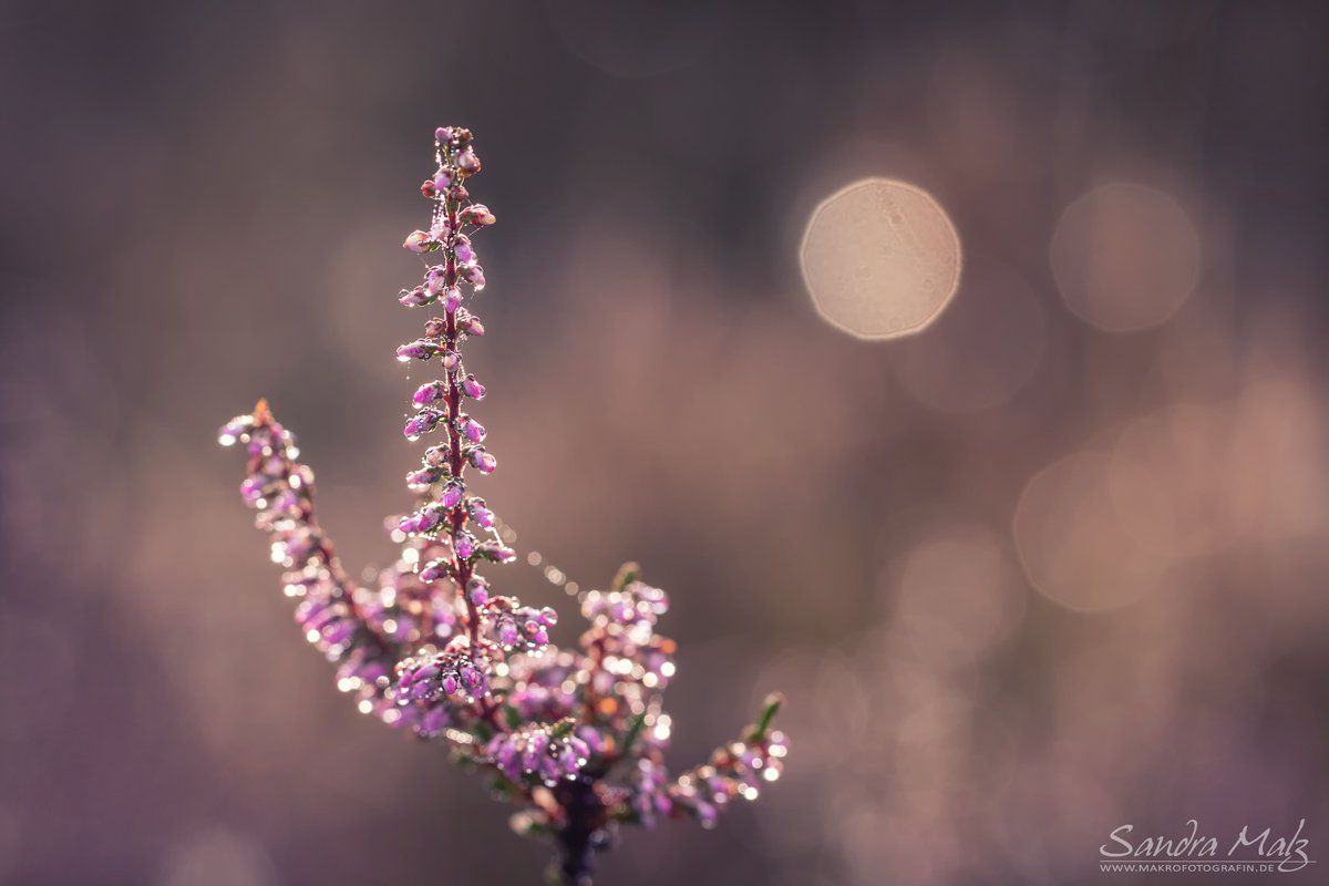 Blume des Jahres 2019