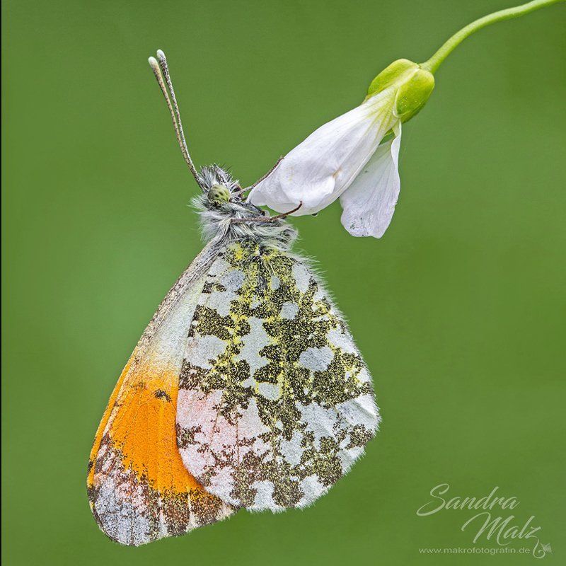 Aurorafalter (Anthocharis cardamines) ♂ Aurorafalter (Anthocharis cardamines) männlich