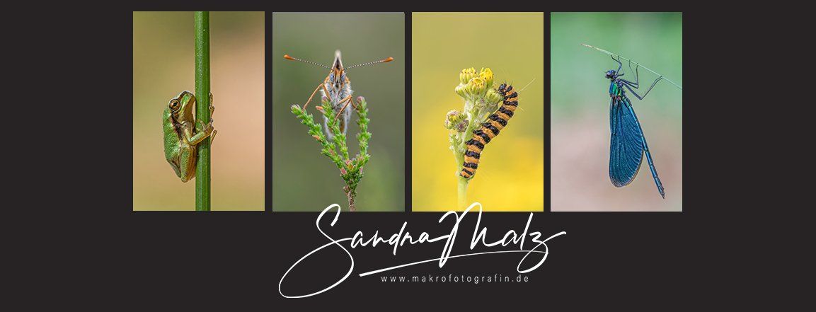 Sandra Malz alias Makrofotografin www.makrofotografin.de