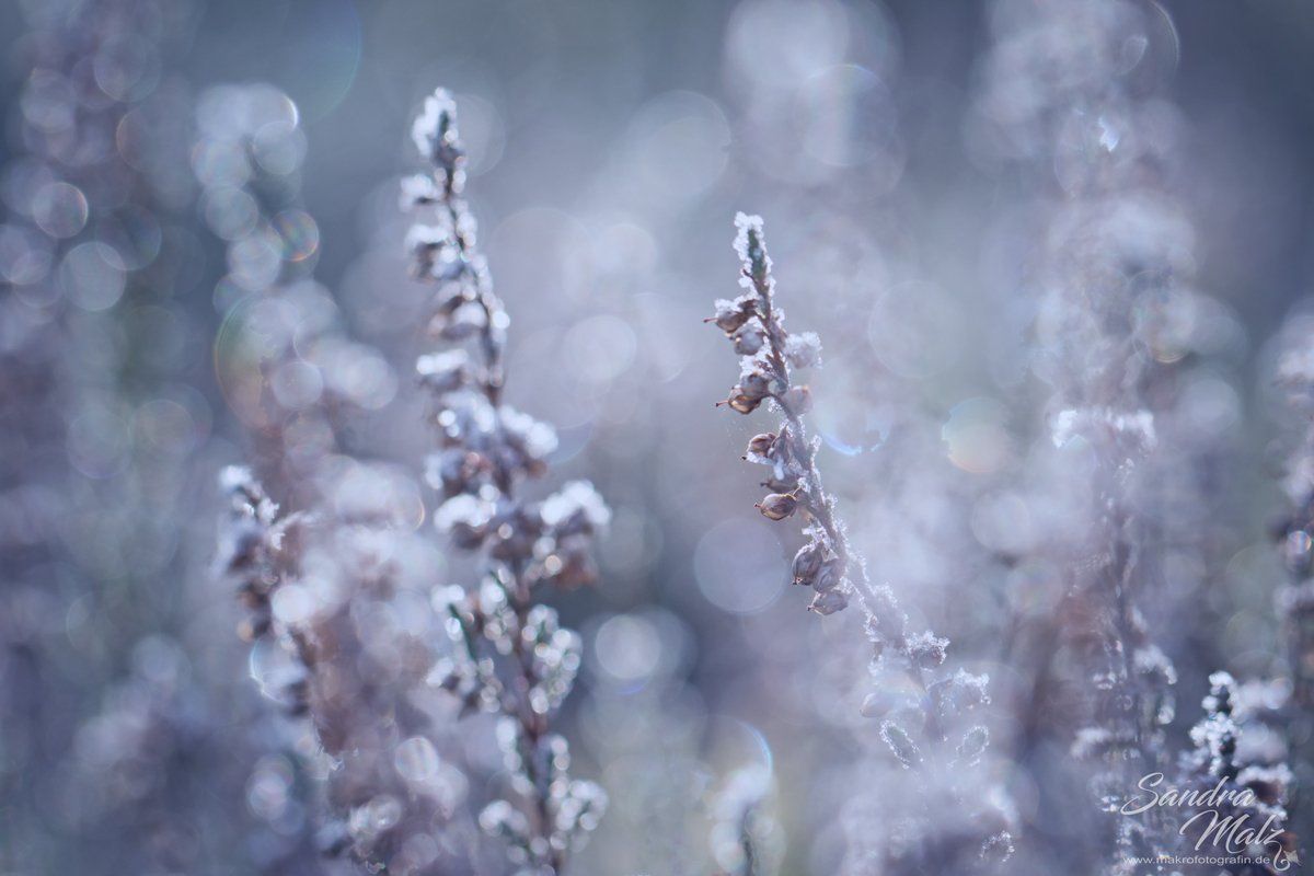 Blume des Jahres 2019