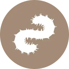 Éradication chenilles processionnaires