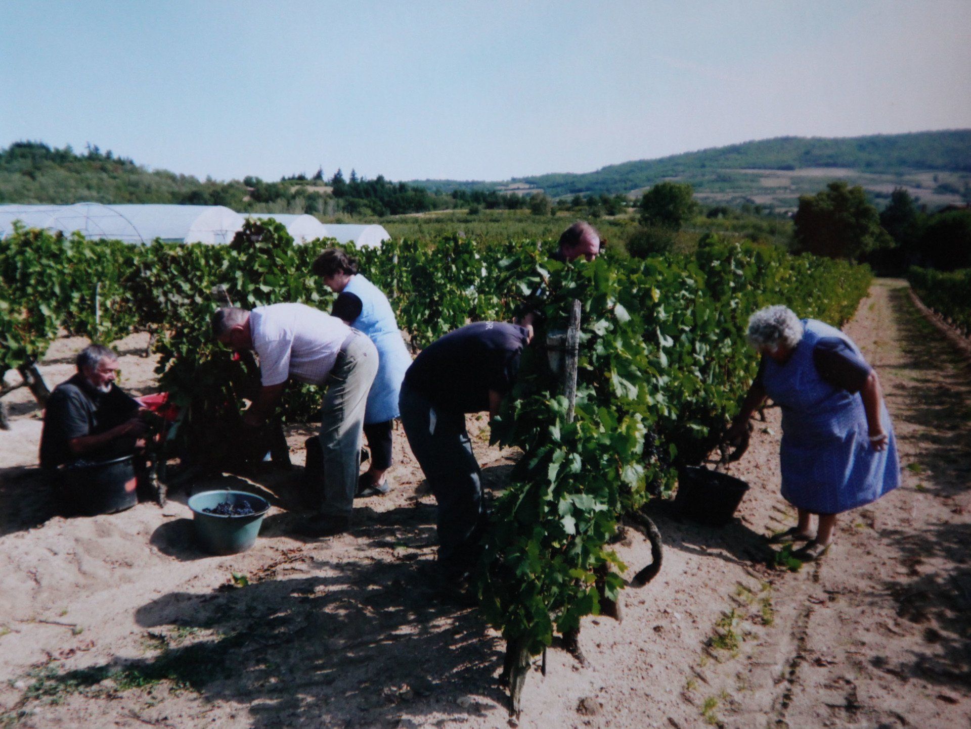 groupe de 6 personnes en train de vendanger des vignes