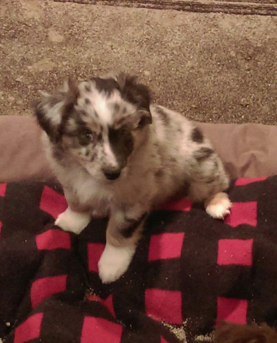 red merle pup with distinctive face