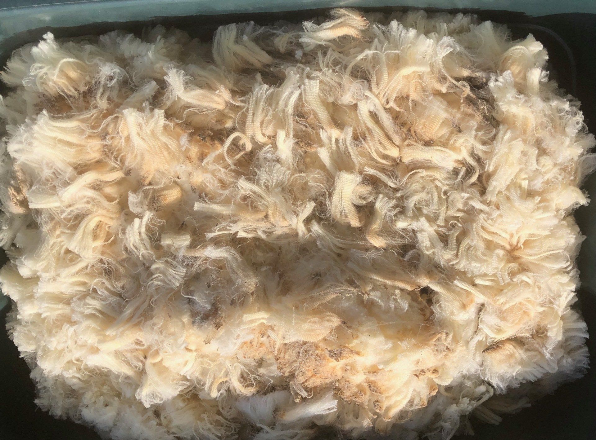 Fresh covered white fleece