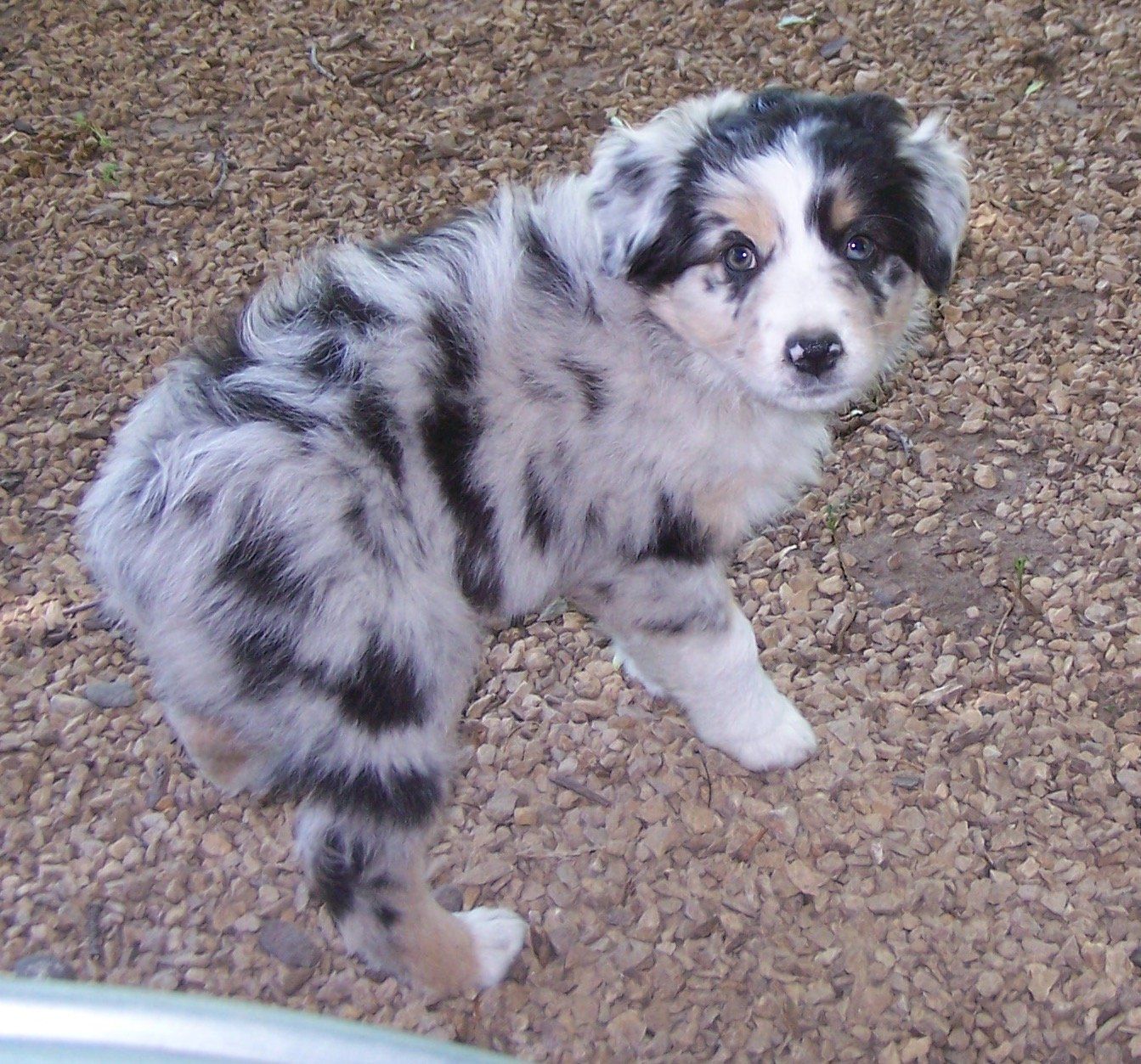 Prince blue merle pup