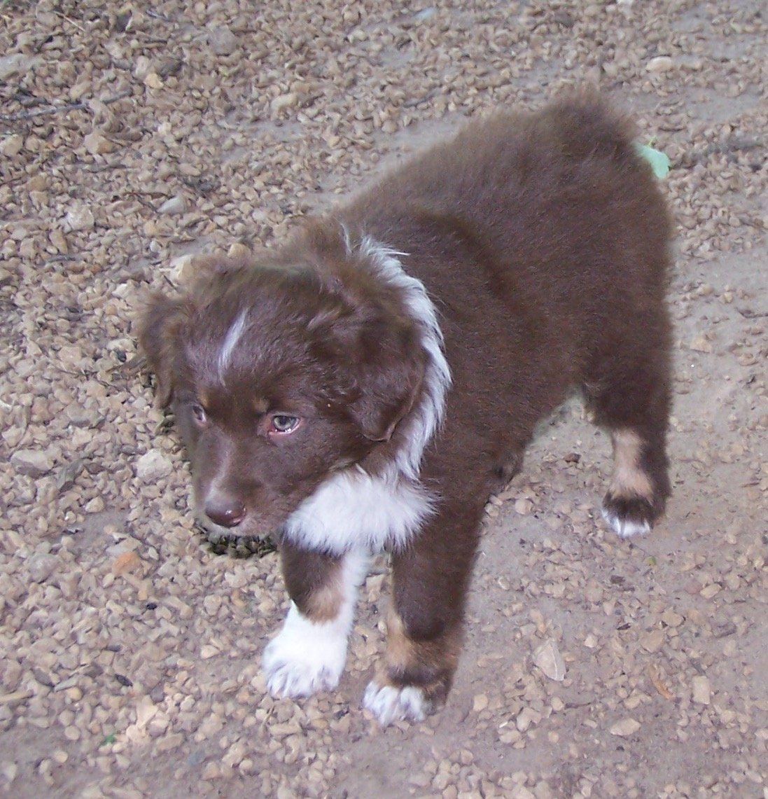Sadie red tri pup