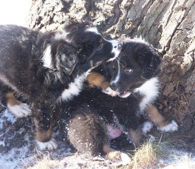 siblings