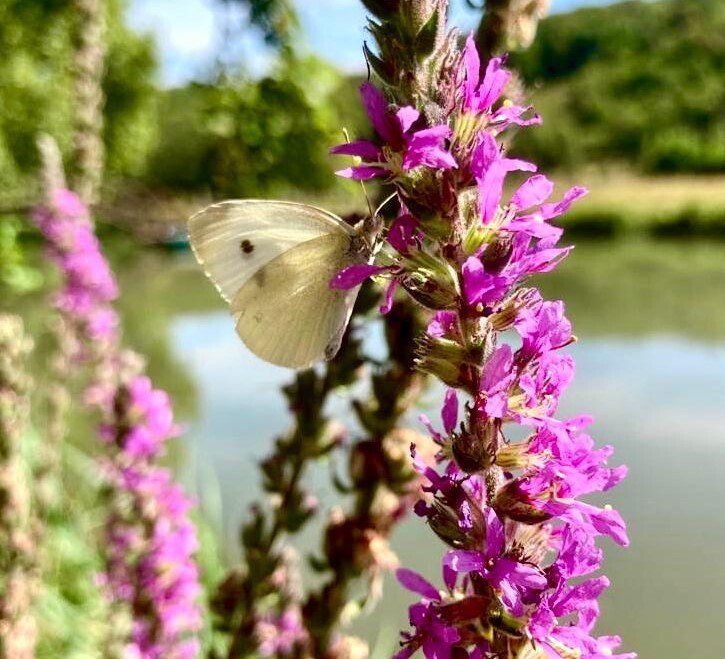 Paillon sur une fleur parc du Château de Cirey