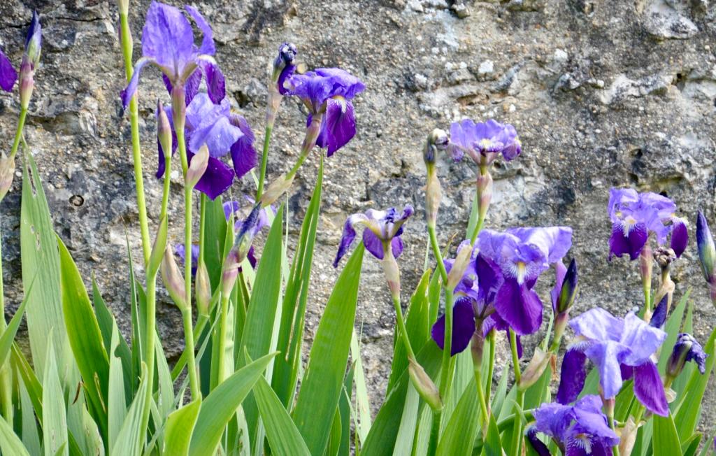 Iris parc du Château de Cirey, Haute-Marne