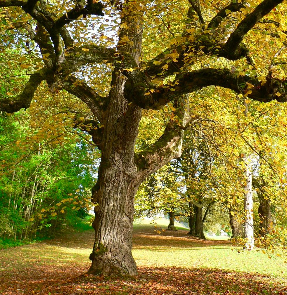 Platane du parc du Château de Cirey, Haute-Marne