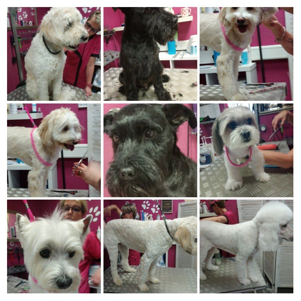 Hunde meiner Ausbildung