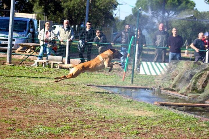 Sports canins au CCR
