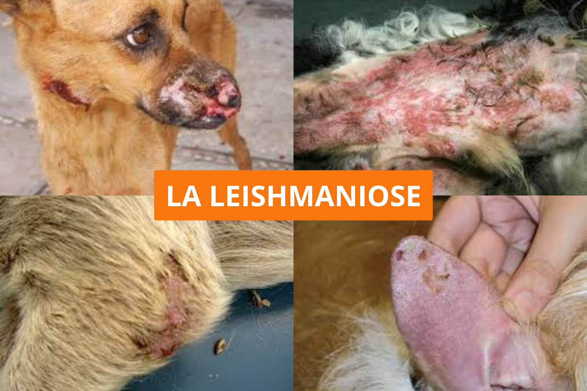 La santé de mon chien