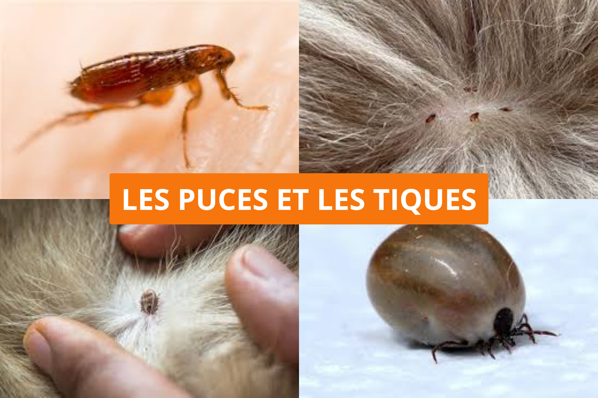 La santé de mon chien