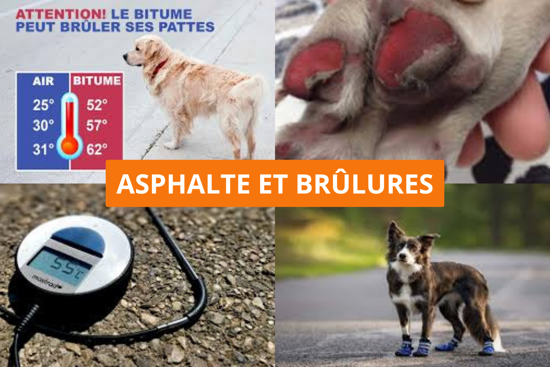 La santé de mon chien