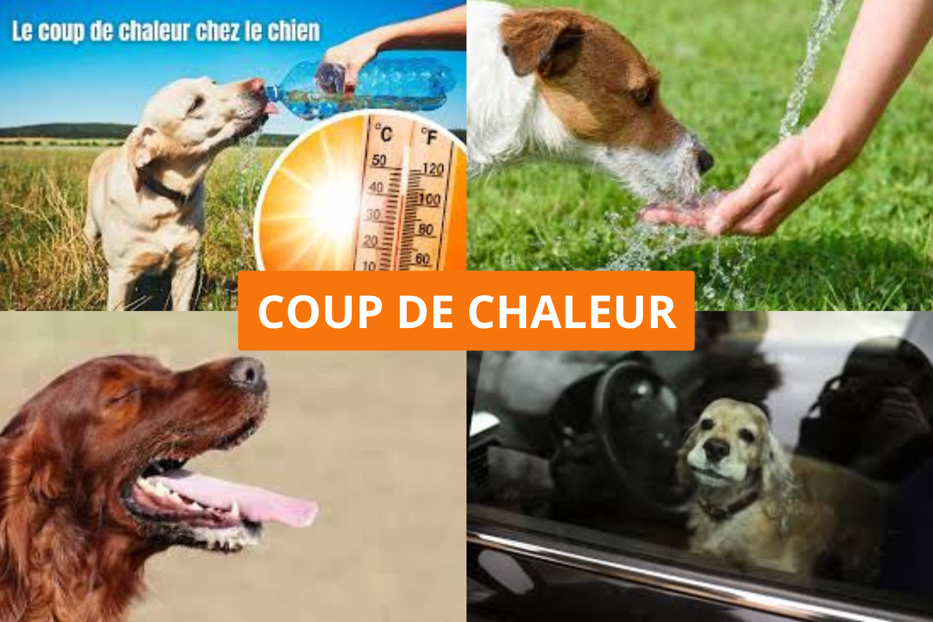 La santé de mon chien