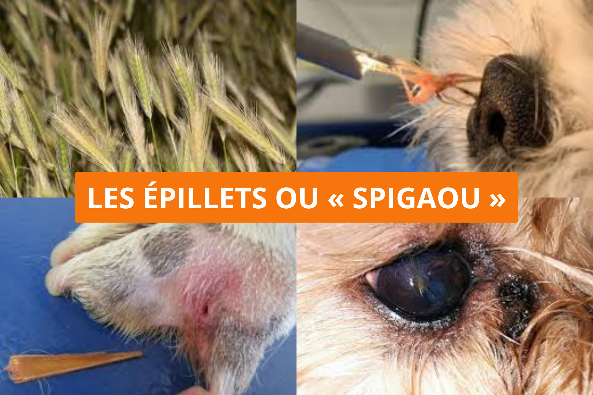 La santé de mon chien