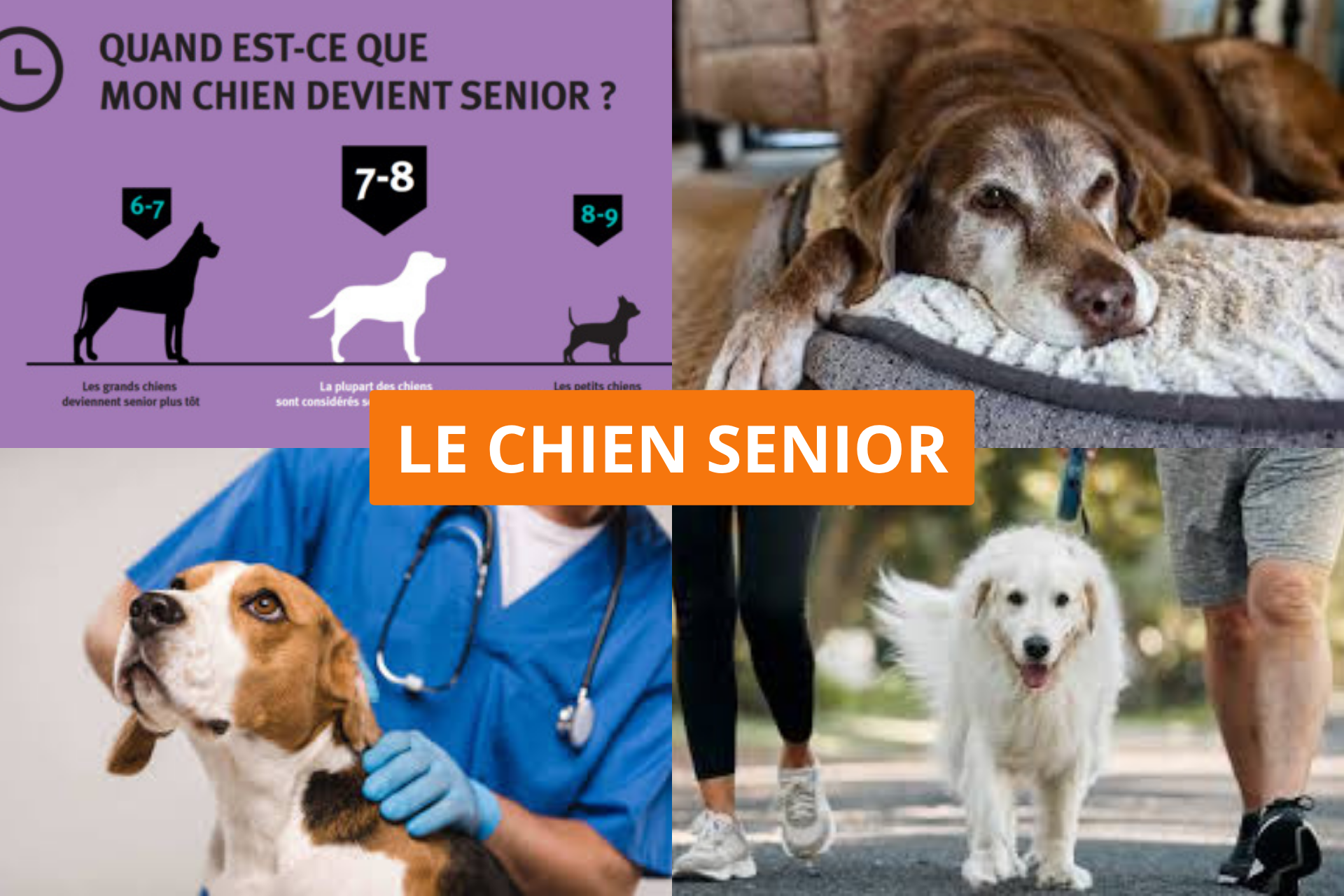 La santé de mon chien