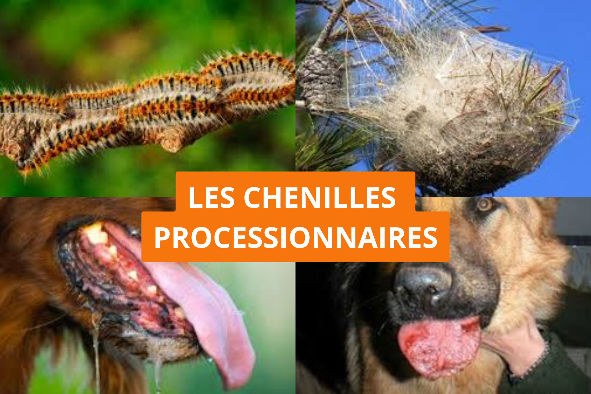 La santé de mon chien