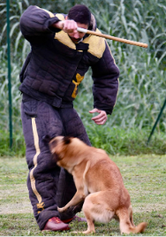 Sports canins au CCR