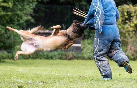 Sports canins au CCR