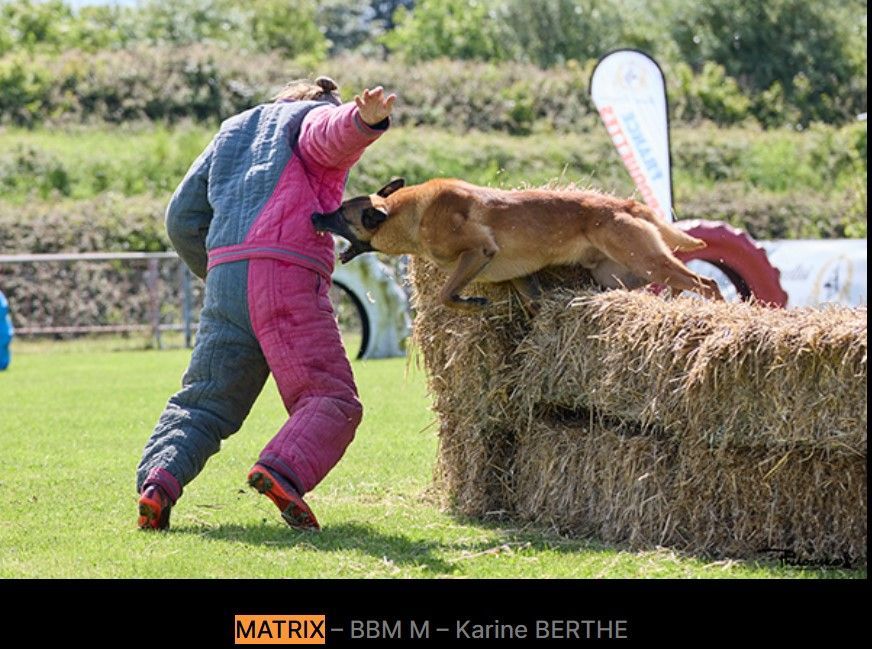 Les chiens champions du CCR