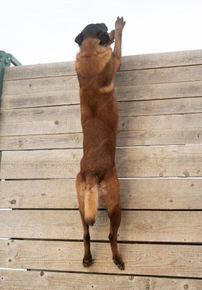 Sports canins au CCR