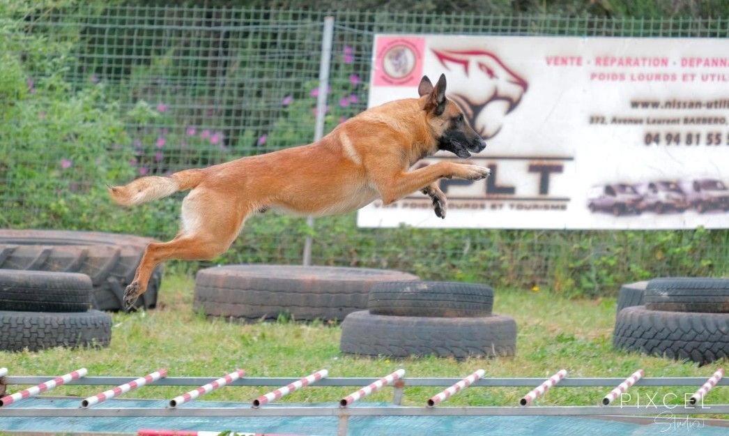 Sports canins au CCR