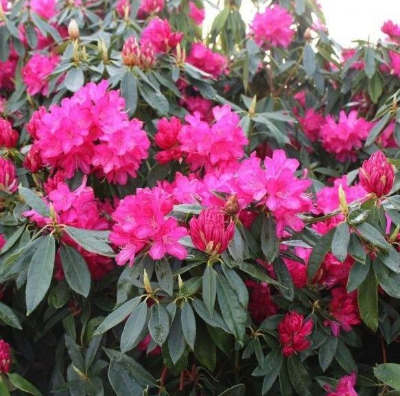 La santé de mon chien