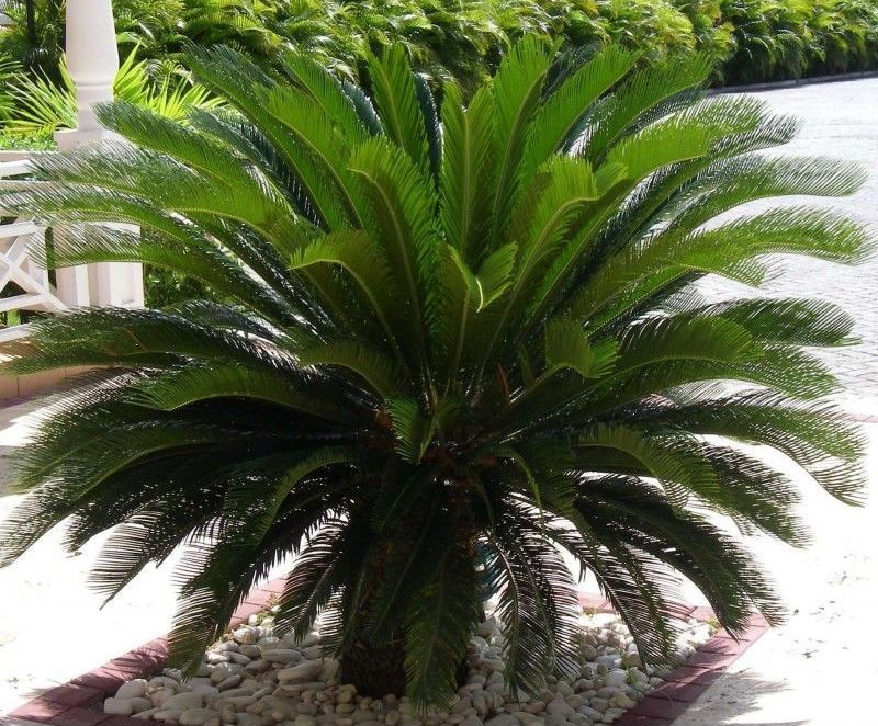 La santé de mon chien