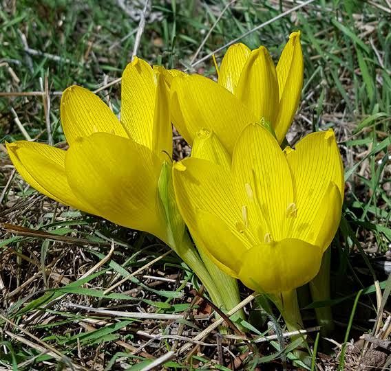 La santé de mon chien