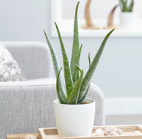 La santé de mon chien