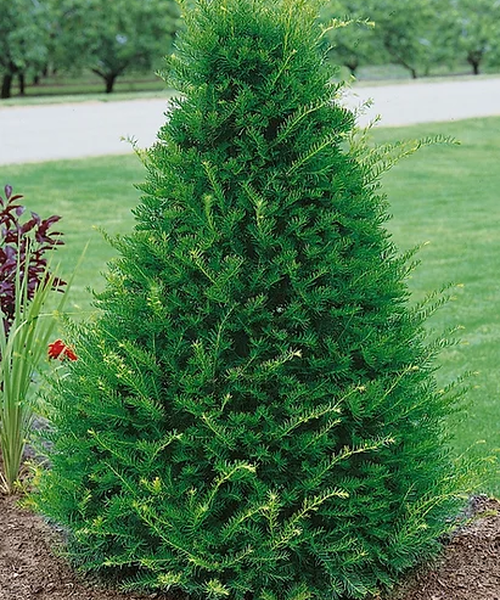 La santé de mon chien