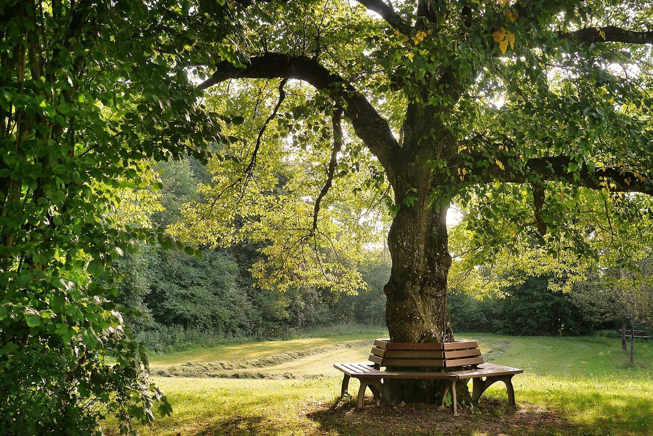 Baum mit Rundbank Baum mit Rundbank