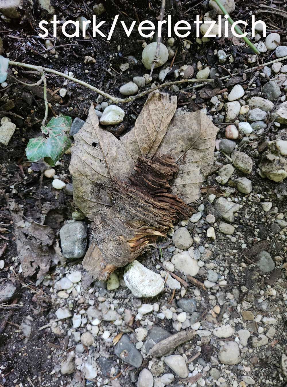 stark/verletzlich - papiermachermuseum steyrermühl stark/verletzlich - papiermachermuseum steyrermühl